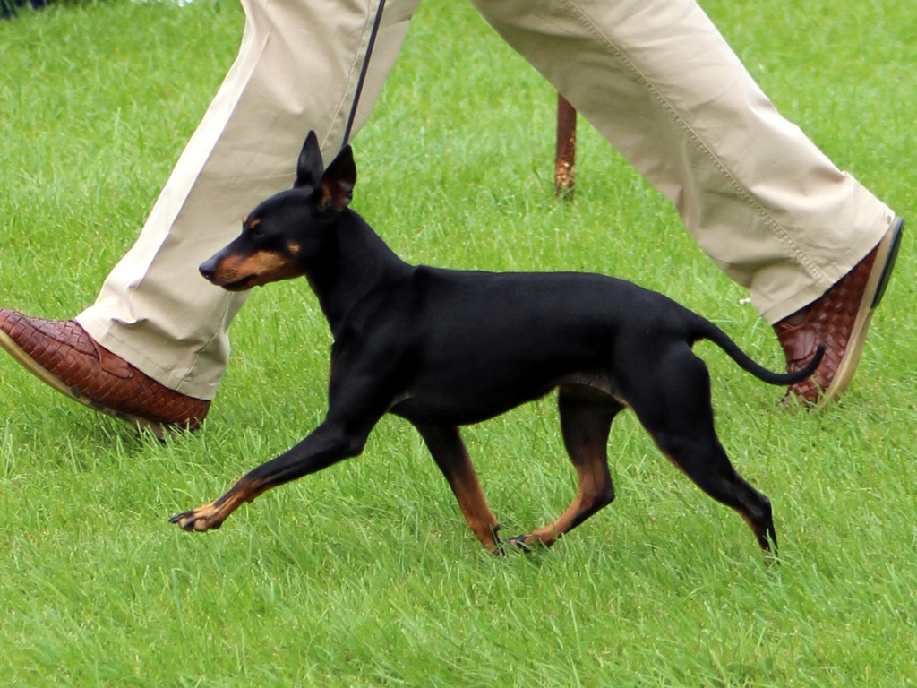 Image showcasing English Toy Terrier Wallpapers