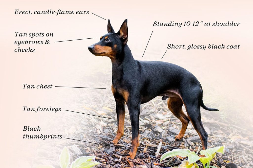 Image showcasing Appearance & Temperament - THE ENGLISH TOY TERRIER (BLACK & TAN) CLUB
