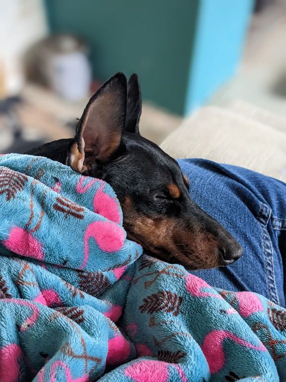 Picture of Gallery - English Toy Terriers At Home - THE ENGLISH TOY TERRIER (BLACK ...