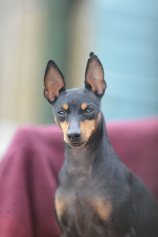 Image showcasing Gallery - English Toy Terriers At Home - THE ENGLISH TOY TERRIER (BLACK ...