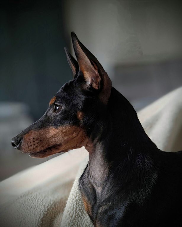 Illustration of Crate For Toy English Toy Terrier